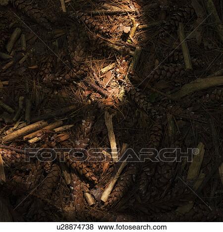 Pine cones on forest bed View Large Photo Image Stock Photo - Pine cones on forest bed. Fotosearch