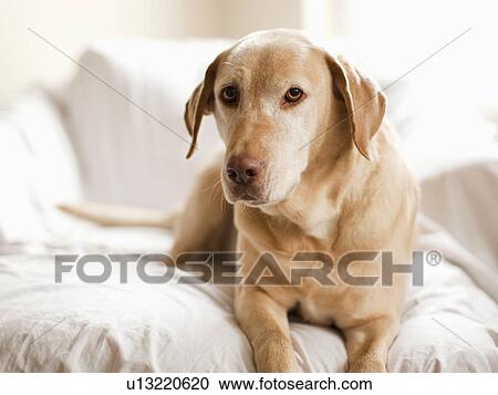 Portrait of dog View Large Photo Image Stock Image - Portrait of dog. Fotosearch