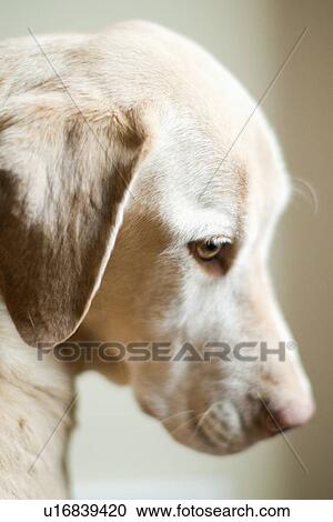 Portrait of dog View Large Photo Image Stock Image - Portrait of dog. Fotosearch