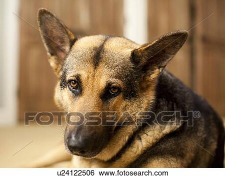 Portrait of German Shepard View Large Photo Image Stock Photograph - Portrait of German Shepard. Fotosearch
