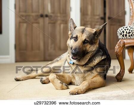 Portrait of German Shepard View Large Photo Image Stock Photograph - Portrait of German Shepard. Fotosearch