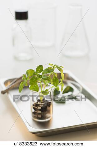 Seedling in beaker on tray View Large Photo Image Stock Image - Seedling in beaker on tray. Fotosearch