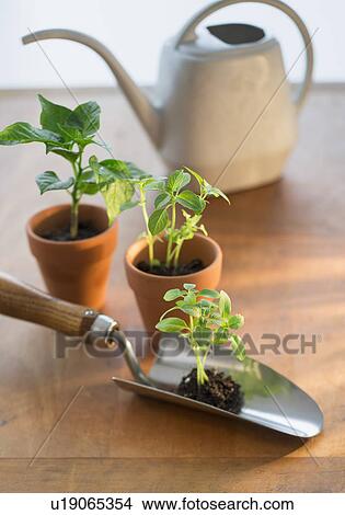 Soil and seedlings on spade and in flower pots View Large Photo Image Picture - Soil and seedlings on spade and in flower pots. Fotosearch