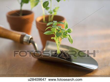 Soil and seedlings on spade and in flower pots View Large Photo Image Stock Photo - Soil and seedlings on spade and in flower pots. Fotosearch