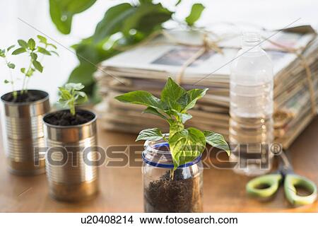 Picture - Stack of old newspapers and seedlings in jar and cans. Fotosearch