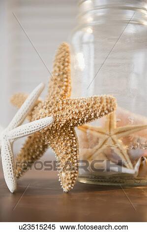 Stock Photography - Studio Shot of dried starfish. Fotosearch