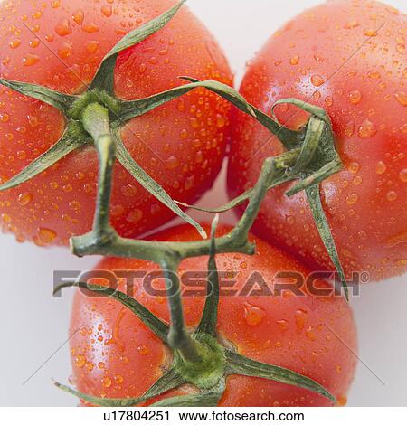 Stock Image - Studio Shot of fresh tomatoes. Fotosearch
