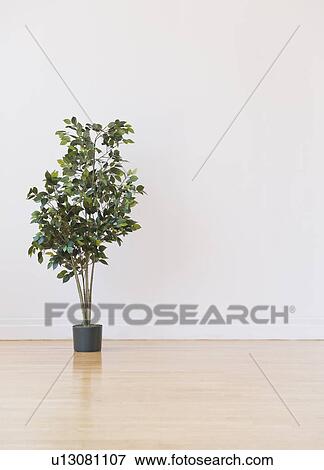 Stock Photo - Studio shot of potted plant. Fotosearch