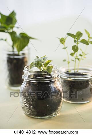 Studio shot of seedlings in jars View Large Photo Image Stock Image - Studio shot of seedlings in jars. Fotosearch