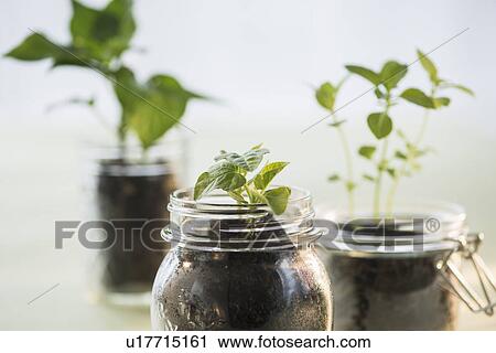 Stock Image - Studio shot of seedlings in jars. Fotosearch