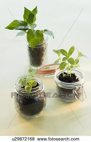 Stock Photo - Studio shot of seedlings in jars. Fotosearch