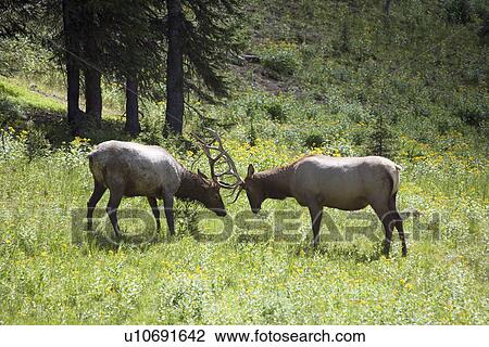 Stock Image - USA, Colorado, Rocky Mountains National Park, Two stags fighting. Fotosearch