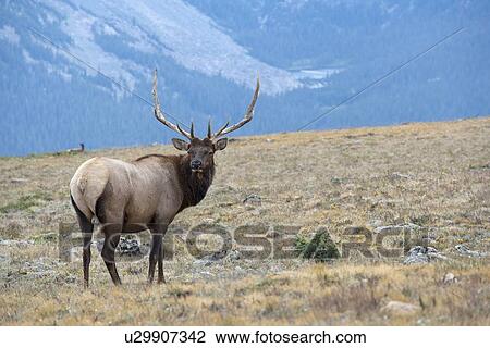 Stock Image - USA, Colorado, Rocky Mountains National Park, Stag looking away. Fotosearch