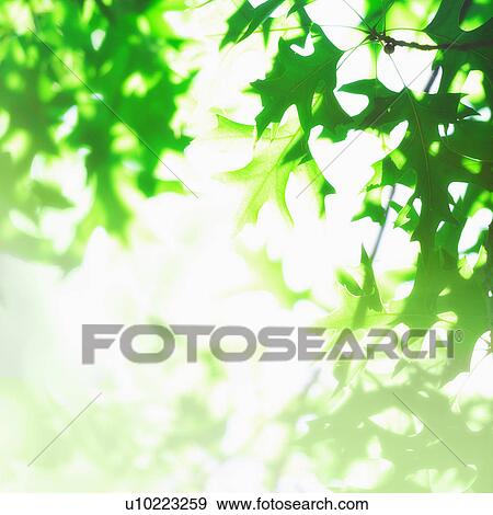 Stock Photo - USA, New York City, Lush foliage. Fotosearch