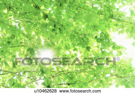 Stock Photo - USA, New York City, Lush foliage. Fotosearch