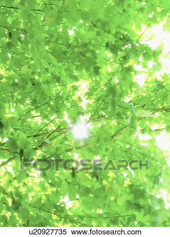 USA, New York City, Lush foliage View Large Photo Image Stock Photography - USA, New York City, Lush foliage. Fotosearch