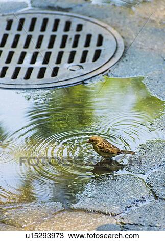 Stock Image - USA, New York State, New York City, Bird in puddle. Fotosearch