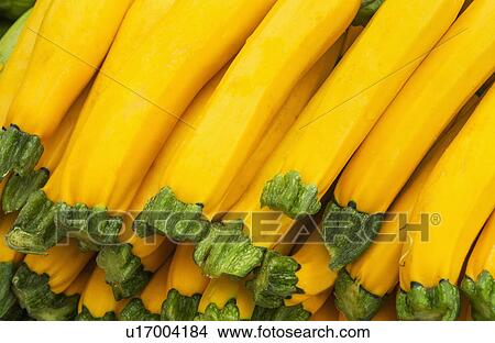 Picture - Yellow squash. Fotosearch