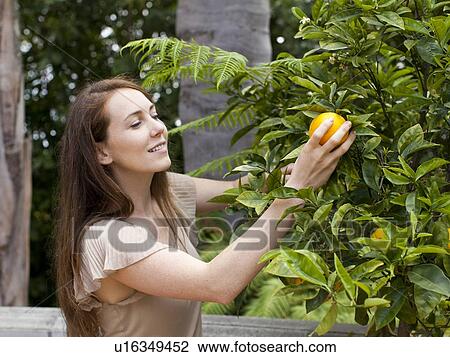 Young woman picking orange View Large Photo Image Stock Image - Young woman picking orange. Fotosearch