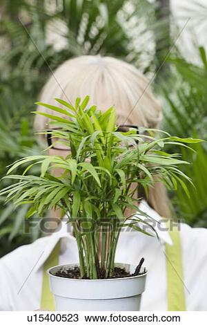 Close-up of a pot plant in front of senior woman's face View Large Photo Image Stock Image - Close-up of a pot plant in front of senior woman's face. Fotosearch