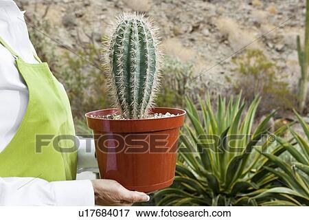 Stock Photo - Midsection of a senior woman holding potted cactus plant. Fotosearch