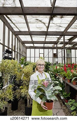 Stock Image - Portrait of a happy gardener holding pot plant in greenhouse. Fotosearch