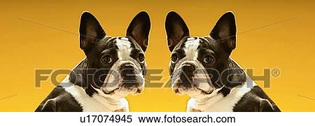 Stock Photography - Portrait of symmetrical French Bulldogs over yellow background. Fotosearch