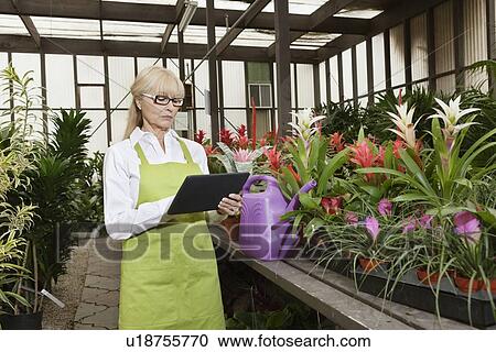 Stock Image - Senior florist using tablet pc in greenhouse. Fotosearch
