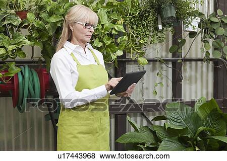 Stock Photo - Senior gardener using digital tablet in garden center. Fotosearch