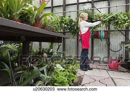 Side view of a senior florist spraying pesticide in greenhouse View Large Photo Image Stock Image - Side view of a senior florist spraying pesticide in greenhouse. Fotosearch
