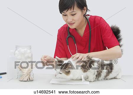 Stock Image - Asian female veterinarian cleaning cat's ear with cotton swab against gray background. Fotosearch