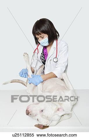 Stock Photography - Female vet cleaning dog's injury with stick bud over gray background. Fotosearch
