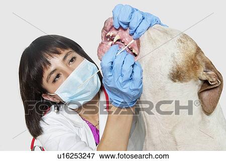 Female vet cleaning dog's teeth over gray background View Large Photo Image Stock Photo - Female vet cleaning dog's teeth over gray background. Fotosearch