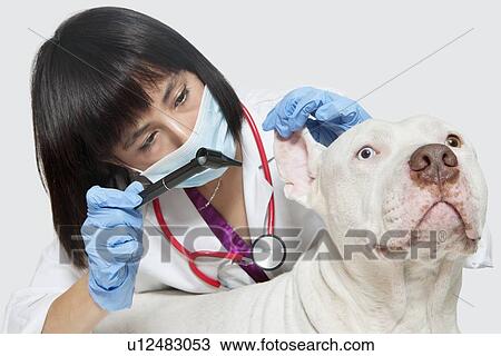 Female veterinarian checking ear's of dog against gray background View Large Photo Image Stock Image - Female veterinarian checking ear's of dog against gray background. Fotosearch