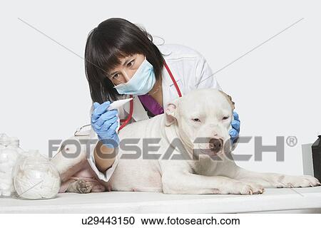 Female veterinarian checking temperature of dog over gray background View Large Photo Image Stock Image - Female veterinarian checking temperature of dog over gray background. Fotosearch