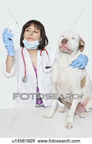 Female veterinarian checking temperature of dog over gray background View Large Photo Image Stock Photo - Female veterinarian checking temperature of dog over gray background. Fotosearch