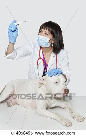 Female veterinarian checking temperature of dog over gray background View Large Photo Image Stock Photography - Female veterinarian checking temperature of dog over gray background. Fotosearch