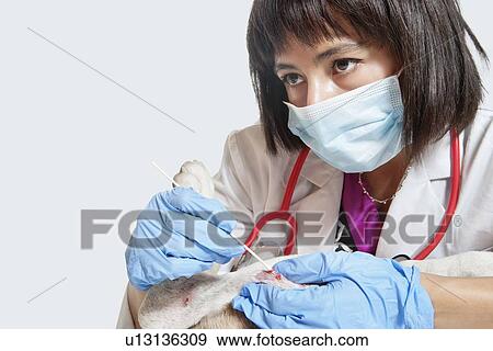 Female veterinarian cleaning injury on dog's leg with stick bud over gray background View Large Photo Image Stock Photo - Female veterinarian cleaning injury on dog's leg with stick bud over gray background. Fotosearch