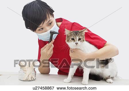 Female veterinarian examining cat's ear with an otoscope device against gray background View Large Photo Image Stock Photo - Female veterinarian examining cat's ear with an otoscope device against gray background. Fotosearch
