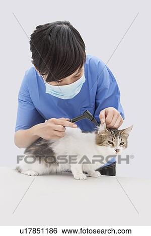 Stock Photograph - Female veterinarian examining cat's ear with an otoscope device against gray background. Fotosearch