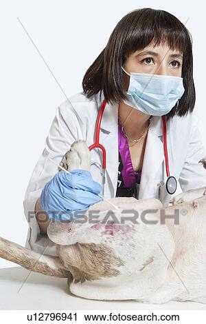Female veterinarian examining dog over gray background View Large Photo Image Stock Image - Female veterinarian examining dog over gray background. Fotosearch