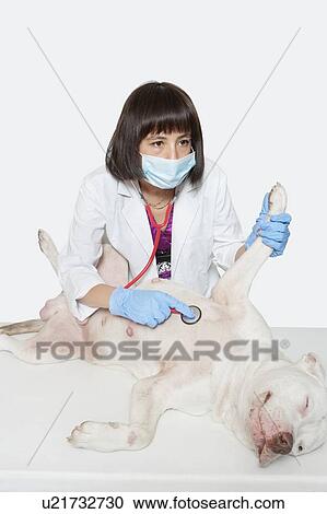 Female veterinarian examining dog with stethoscope over gray background View Large Photo Image Stock Image - Female veterinarian examining dog with stethoscope over gray background. Fotosearch