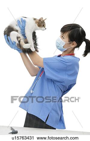 Female veterinarian holding up cat against white background View Large Photo Image Stock Image - Female veterinarian holding up cat against white background. Fotosearch