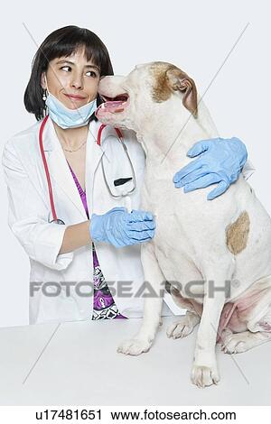 Female veterinarian with dog over gray background View Large Photo Image Stock Image - Female veterinarian with dog over gray background. Fotosearch