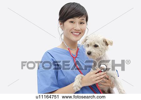 Portrait of Asian female veterinarian examining dog over gray background View Large Photo Image Stock Image - Portrait of Asian female veterinarian examining dog over gray background. Fotosearch
