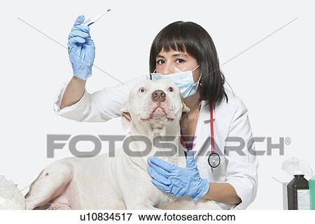 Stock Photo - Portrait of female vet checking temperature of dog over gray background. Fotosearch