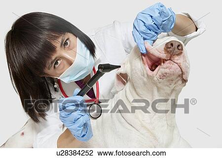 Stock Image - Portrait of female veterinarian examining dog with otoscope over gray background. Fotosearch