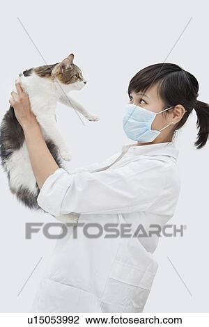 Stock Image - Side view of female veterinarian holding up cat against gray background. Fotosearch