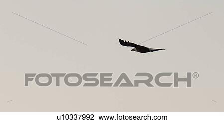 Bald eagle (Haliaeetus leucocephalus) flying in the sky, Lake of the Woods, Ontario, Canada View Large Photo Image Stock Image - Bald eagle (Haliaeetus leucocephalus) flying in the sky, Lake of the Woods, Ontario, Canada. Fotosearch