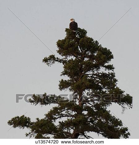 Stock Image - Bald eagle (Haliaeetus leucocephalus) perching on a tree, Lake of the Woods, Ontario, Canada. Fotosearch